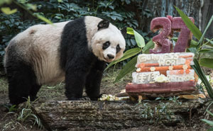 World’s Oldest Panda Celebrates 37th Birthday And Sets Guinness World Record