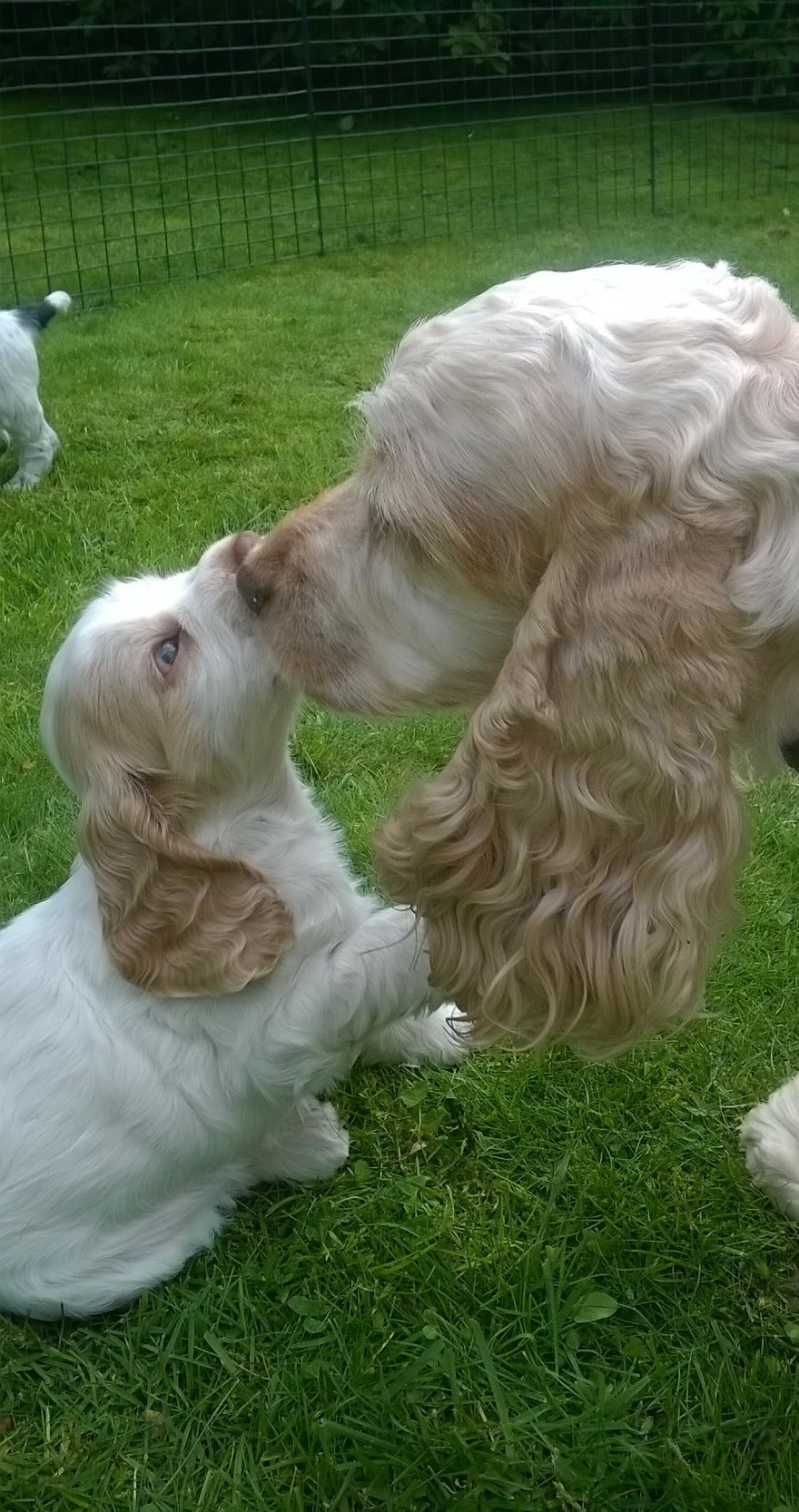 Kisses To Grandma Bored Panda