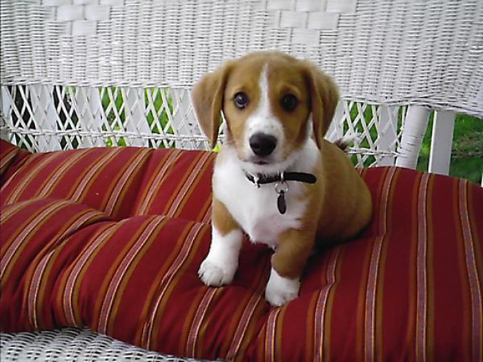 My Corgi Beagle Mix, Wesley, When He Was A Puppy