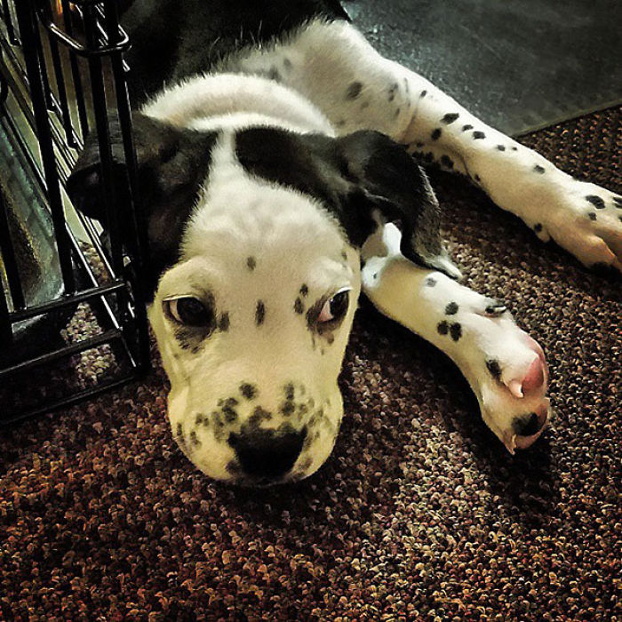 Bullmation (Bulldog + Dalmatian)