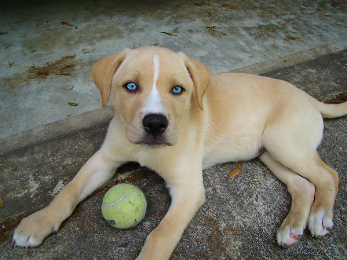 Labsky (Labrador + Husky)