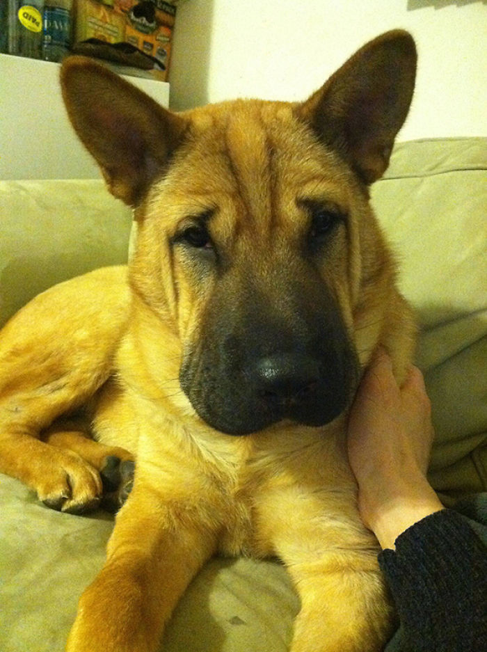 My 7 Month Old German Shepherd Shar-Pei Mix