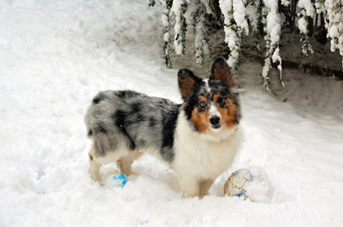 Toby Is A Pem Corgi + Sheltie Mix