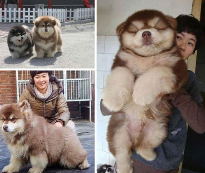 Chusky (Chow Chow + Husky)