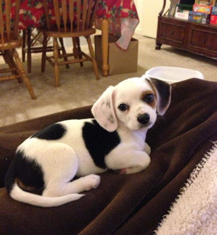 Cheagle (Chihuahua + Beagle)