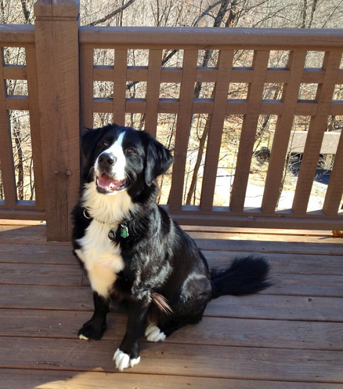 This Is My Guide Dog Recchi, A Labrador And Bernese Mountain Dog Mix