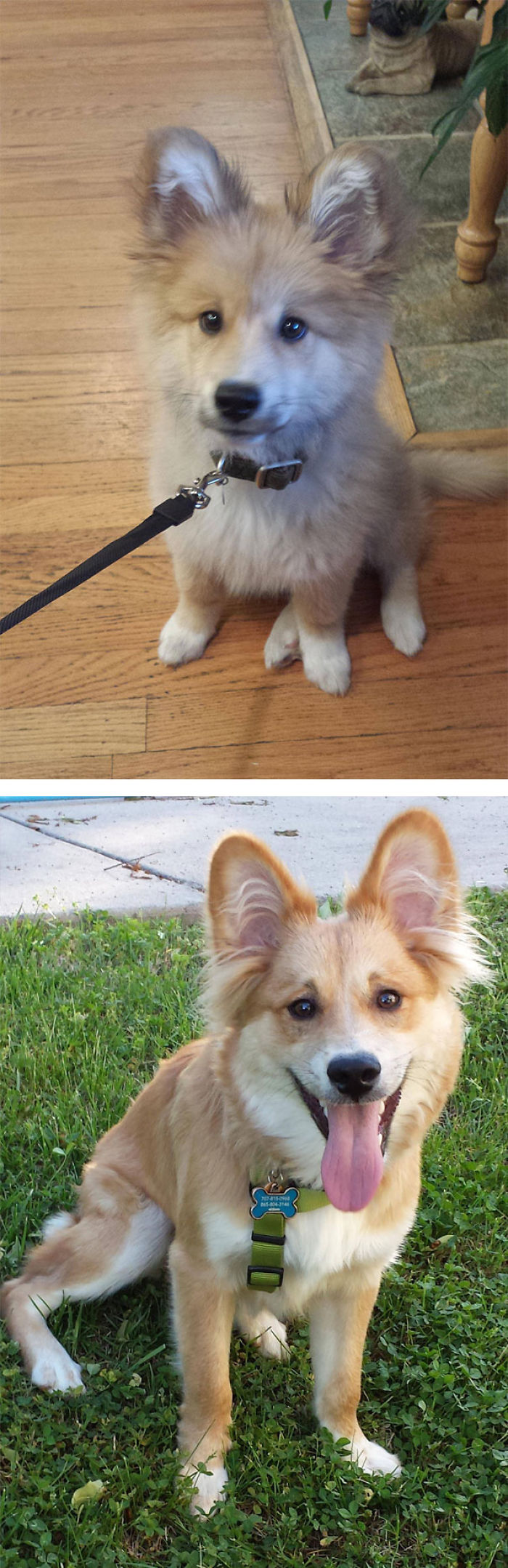Gordie, My Corgi And Golden Retriever Mix
