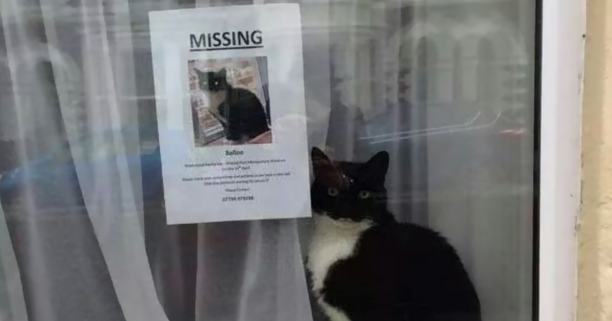 missing-cat-found-near-his-own-missing-cat-poster-funny-animal