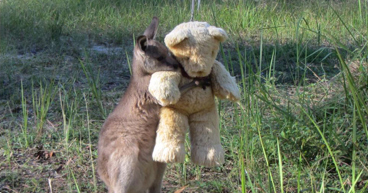 orphaned-kangaroo-teddy-bear-fb.jpg