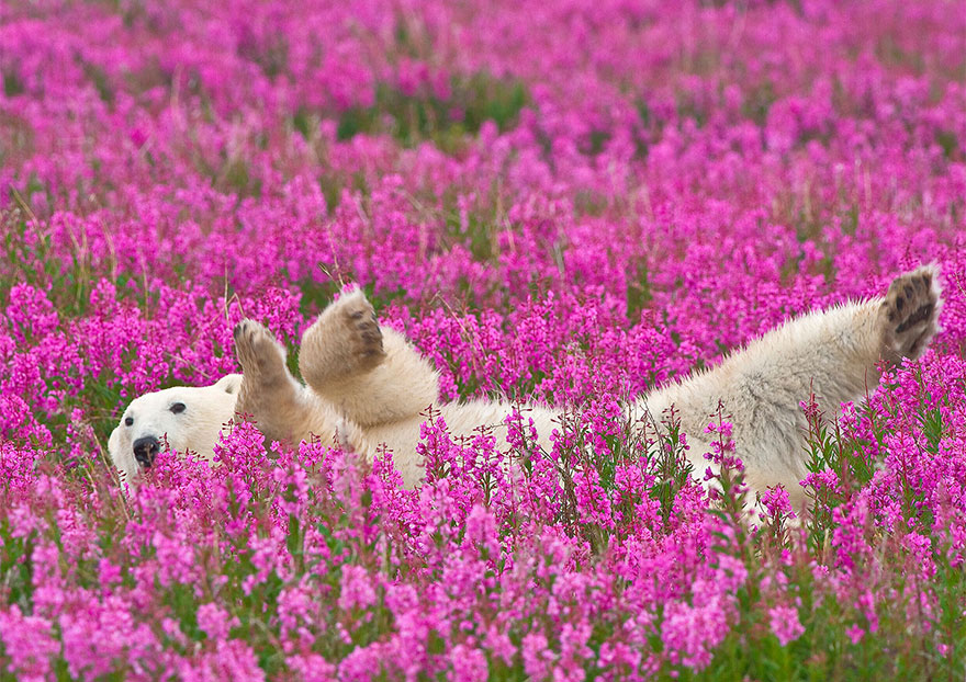 polar-bear-playing-flower-field-dennis-fast-1.jpg