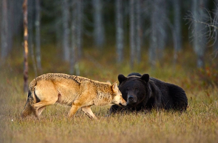 rare-animal-friendship-gray-wolf-brown-bear-lassi-rautiainen-finland-11