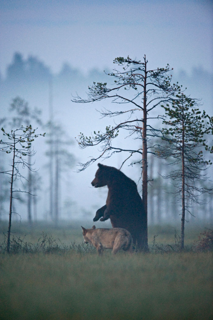 rare-animal-friendship-gray-wolf-brown-bear-lassi-rautiainen-finland-13