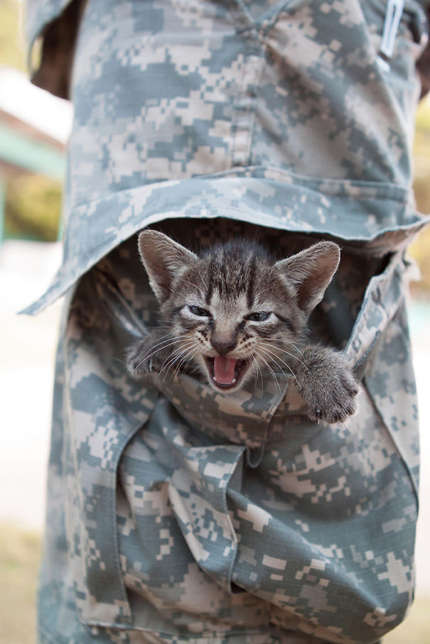 A Kitten Is Nestled In The Trouser Pocket Of A U.S. Soldier