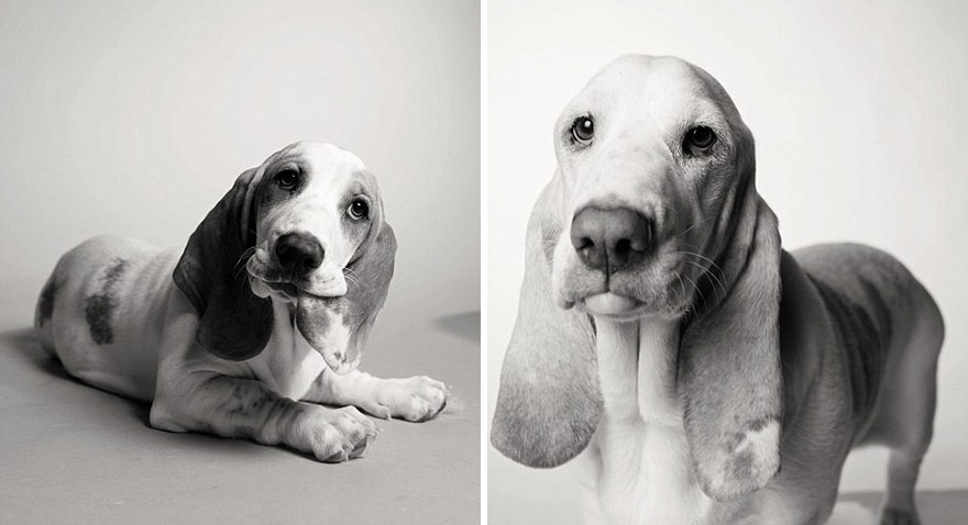young-dog-old-years-book-amanda-jones-11 Stunning Photos of Dogs Growing From Pups To Wise Old Souls Will Completely Melt Your Heart