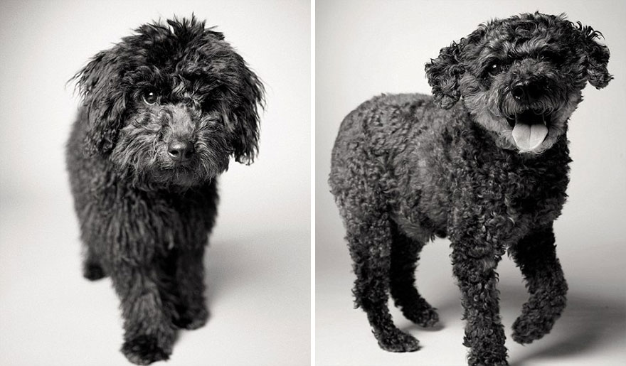 young-dog-old-years-book-amanda-jones-14 Stunning Photos of Dogs Growing From Pups To Wise Old Souls Will Completely Melt Your Heart