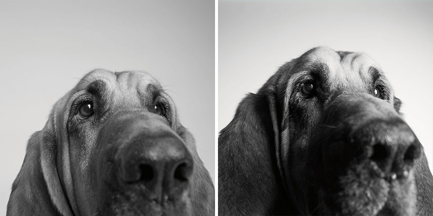 young-dog-old-years-book-amanda-jones-2 Stunning Photos of Dogs Growing From Pups To Wise Old Souls Will Completely Melt Your Heart