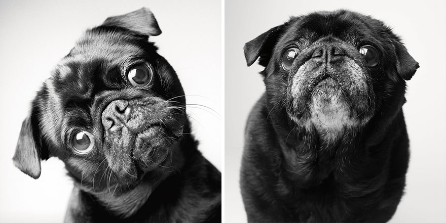 young-dog-old-years-book-amanda-jones-Stunning Photos of Dogs Growing From Pups To Wise Old Souls Will Completely Melt Your Heart