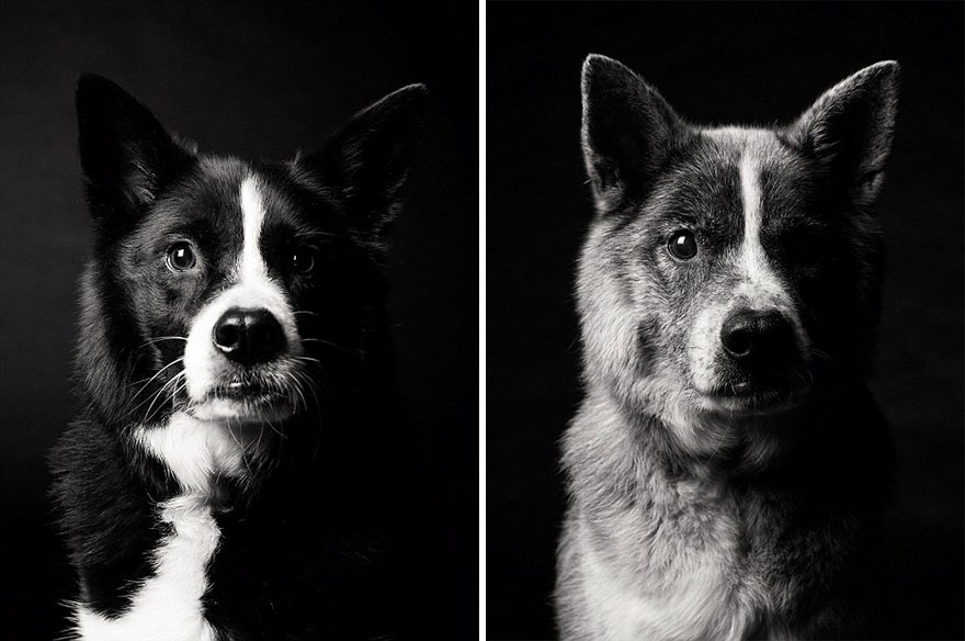 young-dog-old-years-book-amanda-jones-7 Stunning Photos of Dogs Growing From Pups To Wise Old Souls Will Completely Melt Your Heart