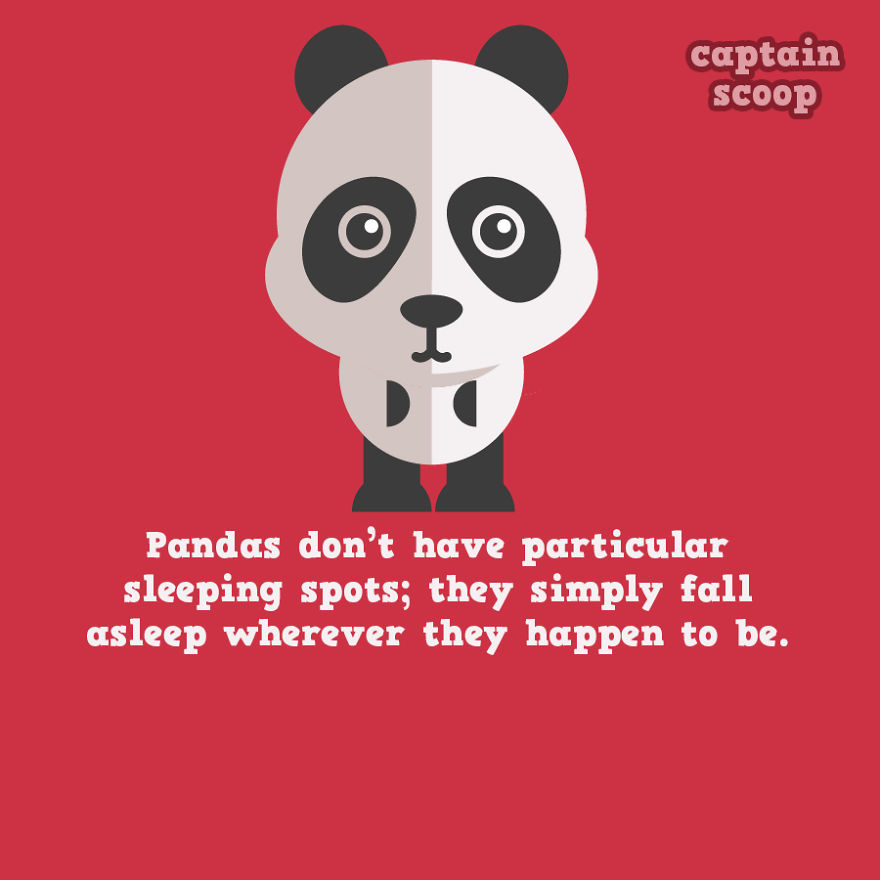 Fakta Unik Panda