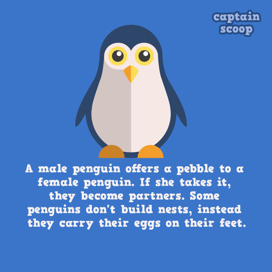 Fakta Unik Pinguin