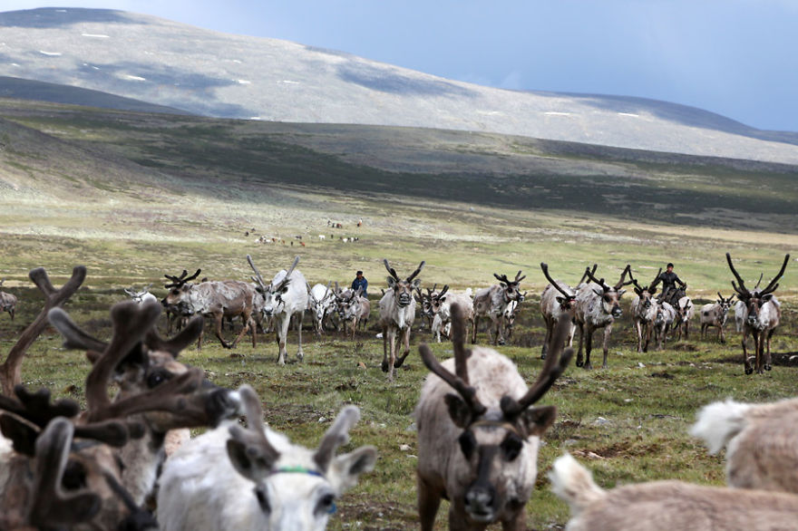 Every evening, more than 100 reindeer return to the camp after a long day walking through the Ulaan taïga to find some food