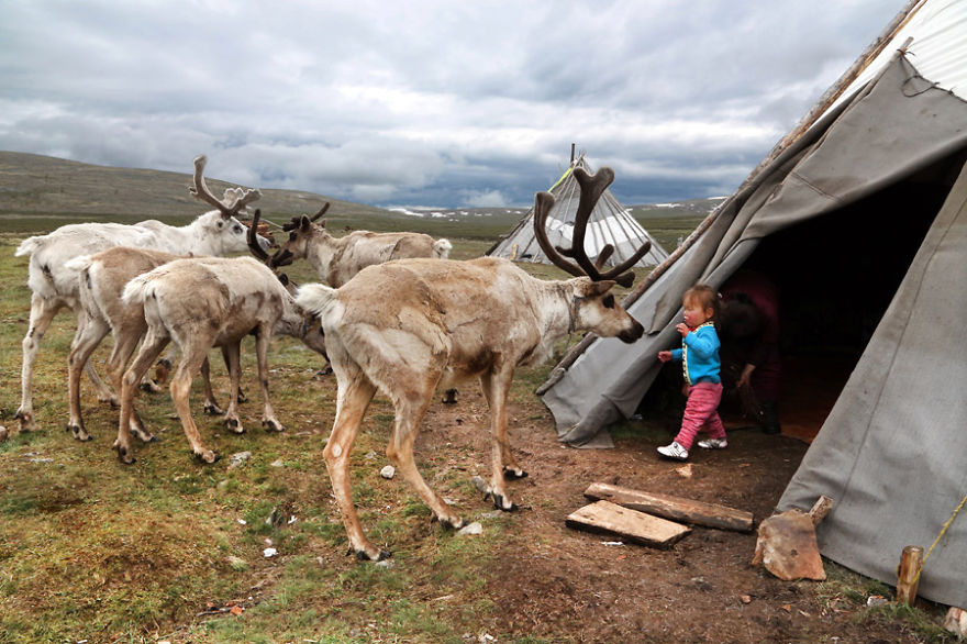 Tuvshinbayar is playing with the reindeer