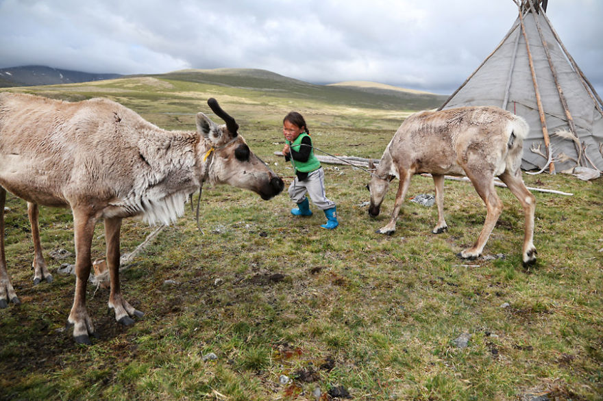 Tsaatan communities are usually a group of tents of two to seven households that move camp to find optimum grazing for the reindeer that are treated like family members and shown respect