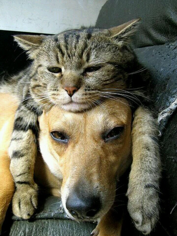 Image result for dog and cat are friends