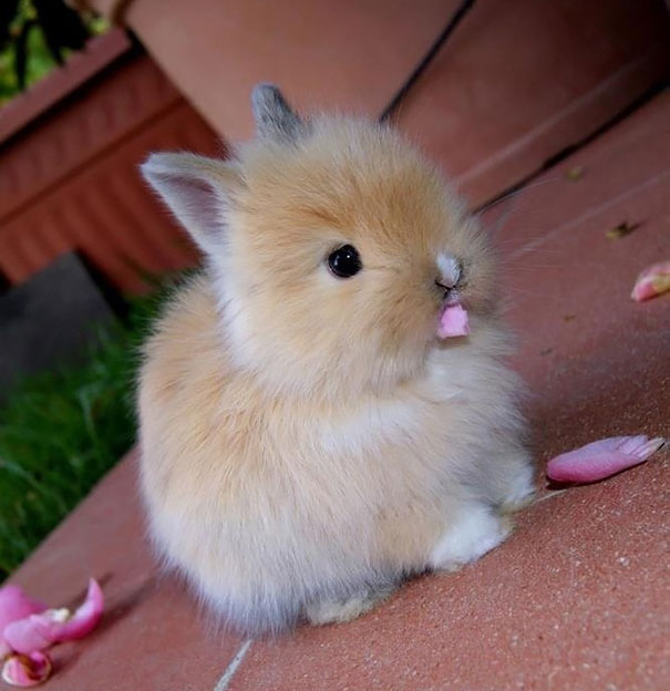 Cute Bunny Eating Flower Petals