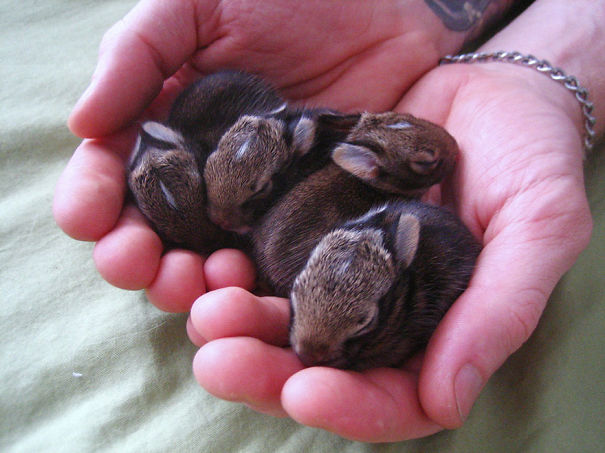 Bunny Babies