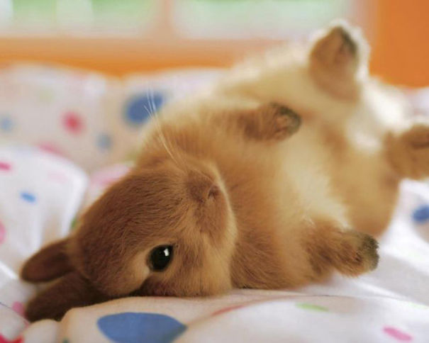 Fluffy Little Bunny