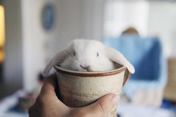 Cute Bunny В Cup