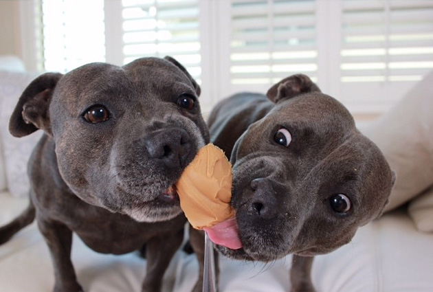 cute-dog-brothers-staffie-pit-bull-terriers-blueboys-120