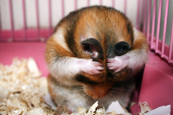 Cute Hamster | Bored Panda
