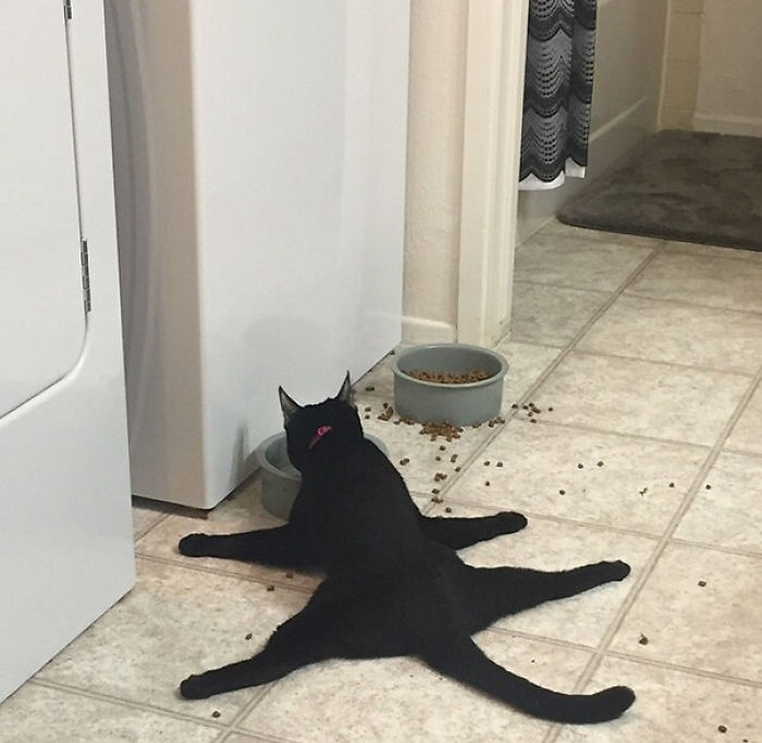 This Is My Friends Cat Eating Dinner