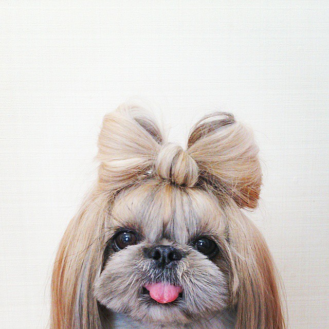 This Derpy Dog Has The Most Fabulous Hair On Instagram ...
