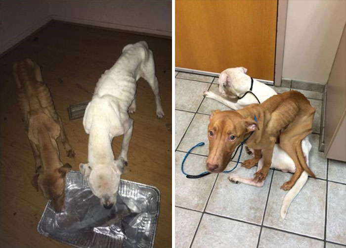 two-starving-dogs-transform-rescued-trio-animal-foundation-chicago-10