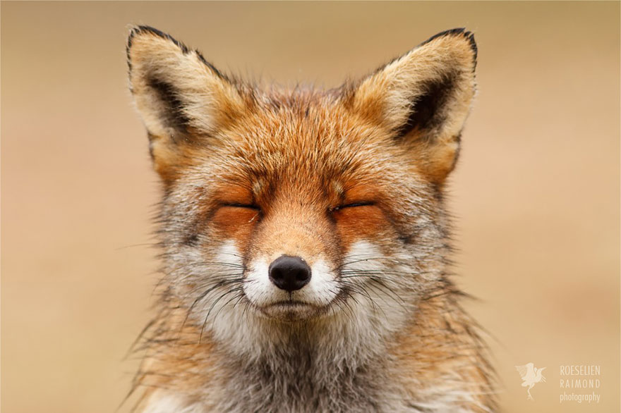 zen-foxes-roeselien-raimond-1__880.jpg