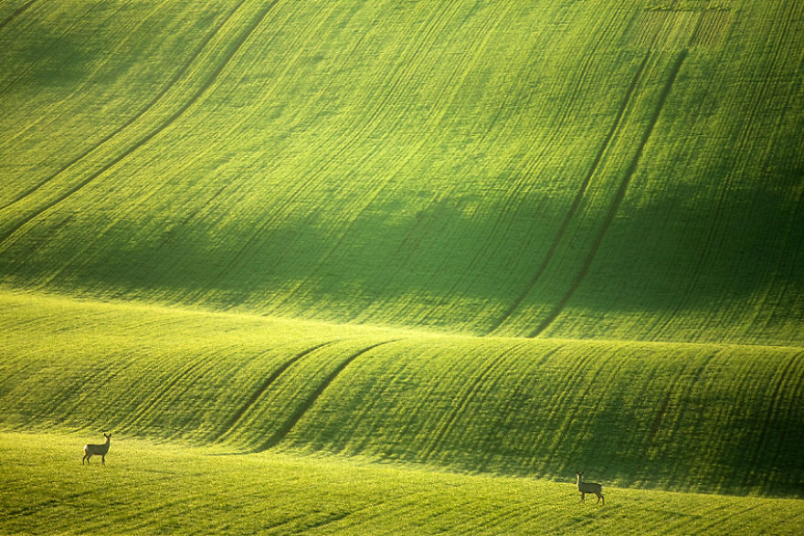 Moravian-fields-1__880.jpg