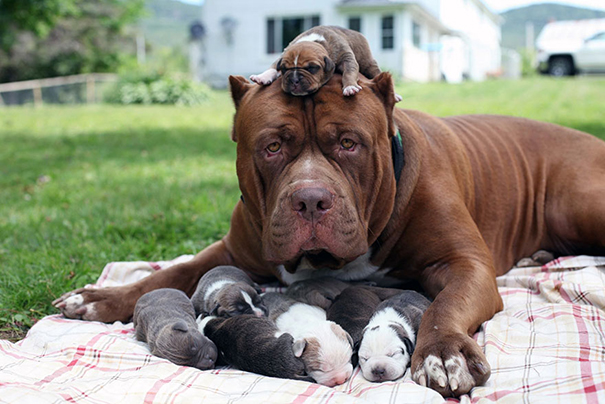 World's Largest Pitbull Hulk With His Puppies