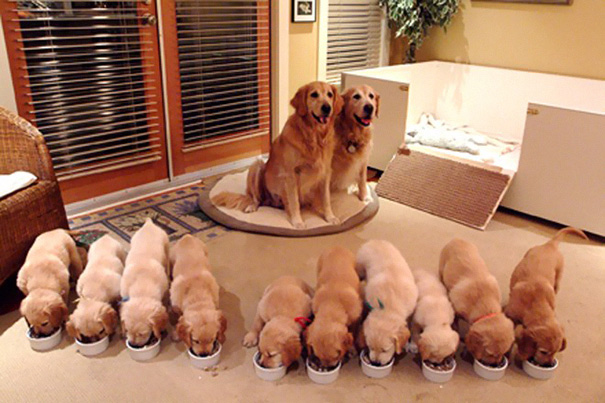 15 hrdých psích rodičov s ich potomstvom