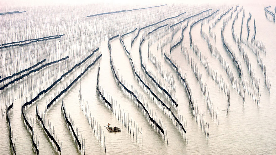 Seaweed Cultivation In Fujian Province