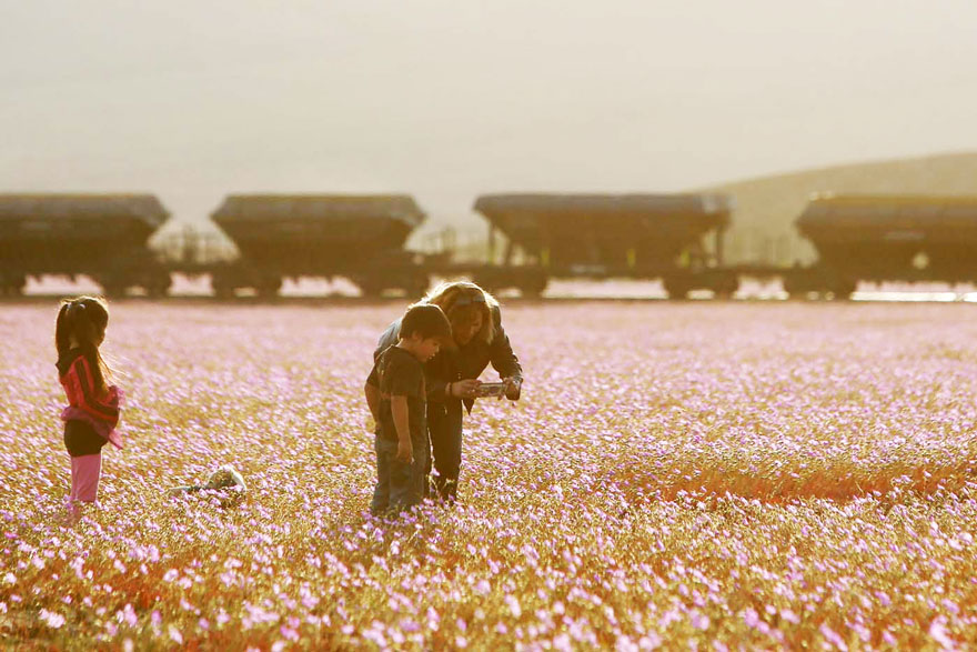 atacama-flowers-bloom-worlds-driest-desert-14