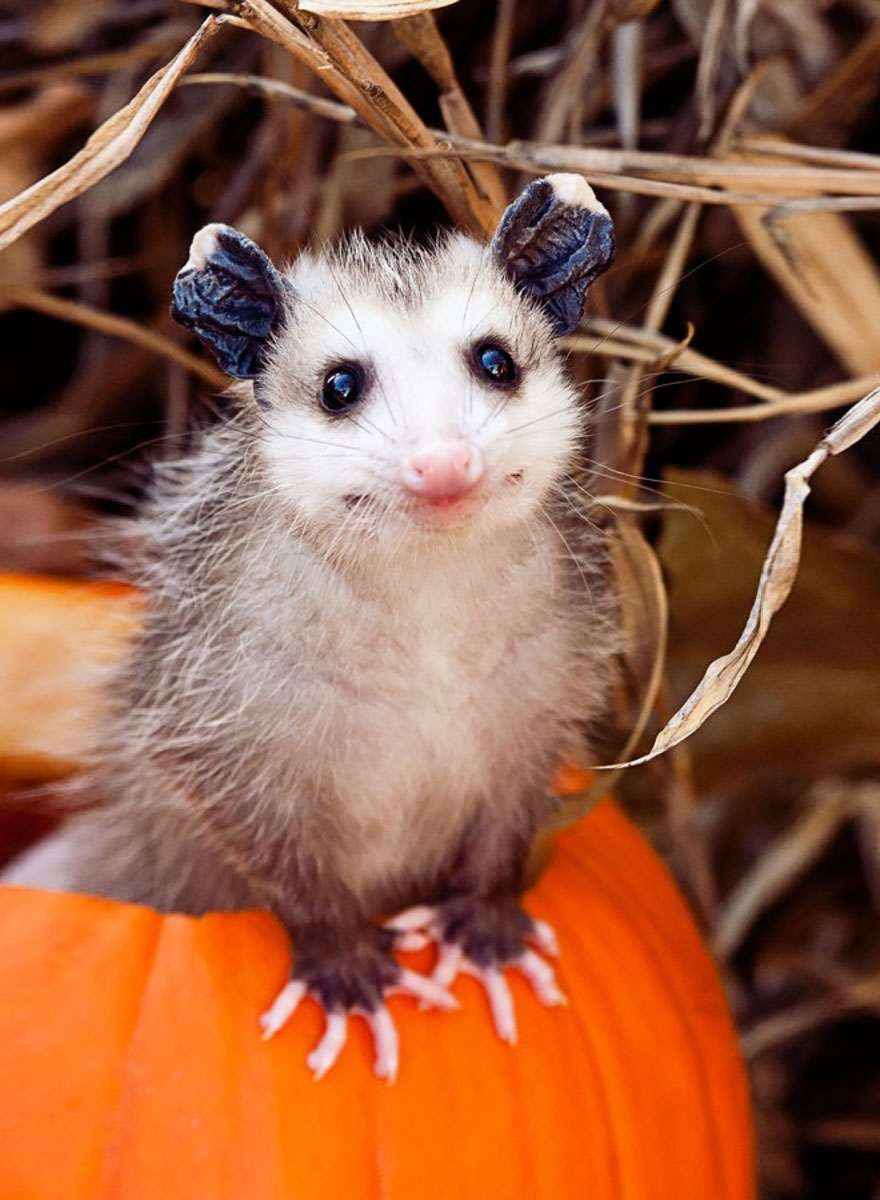 What Do Wild Animals Do In The Fall