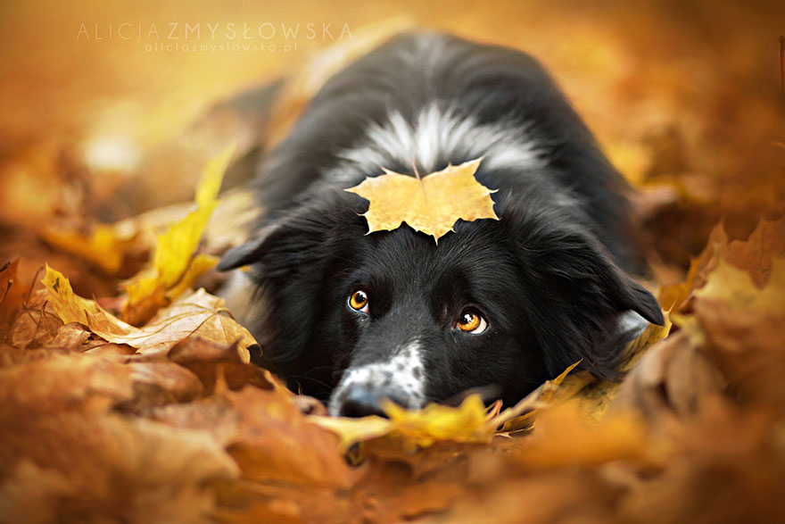 http://static.boredpanda.com/blog/wp-content/uploads/2015/10/autumn-animals-22__880.jpg
