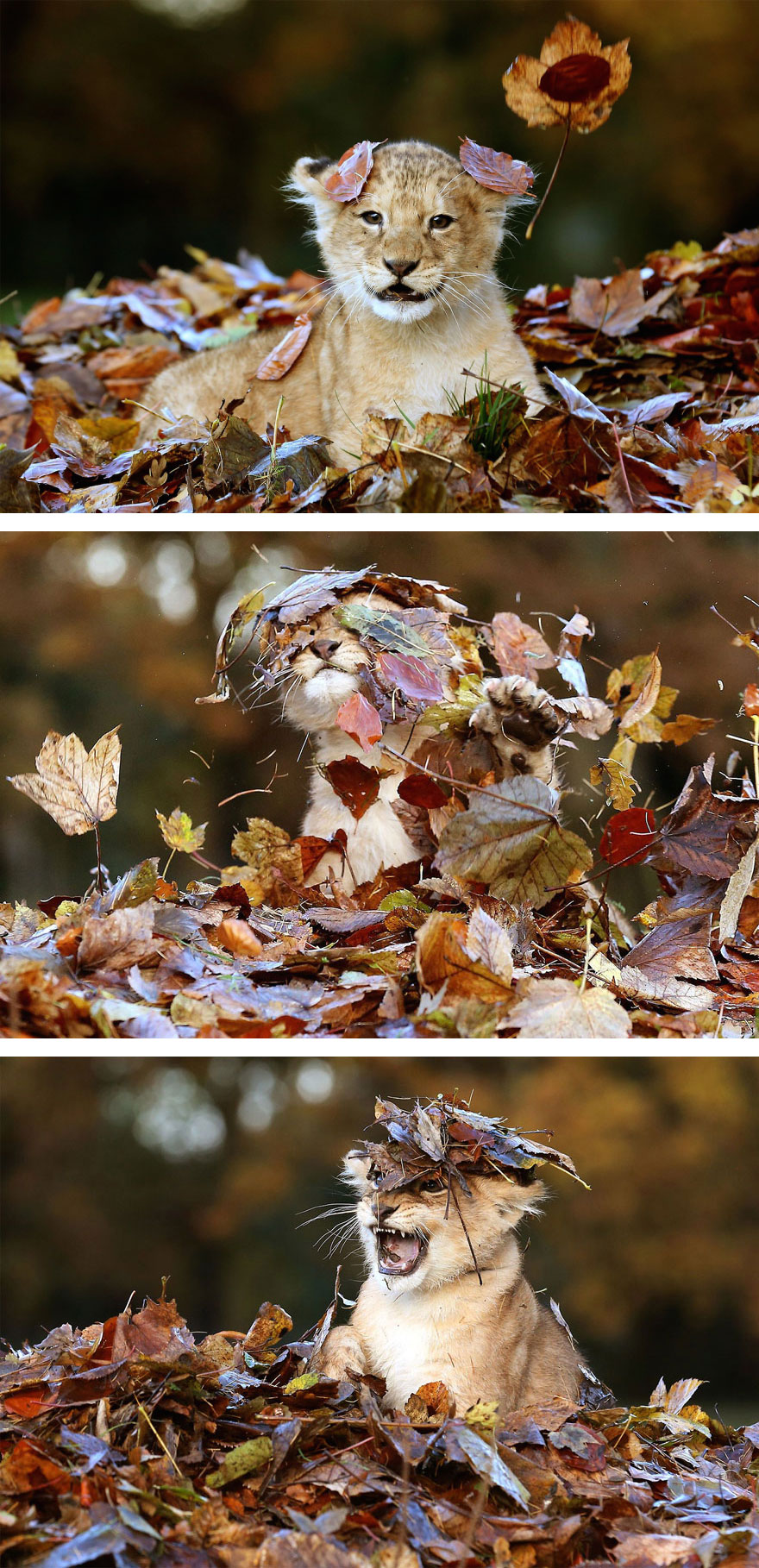 http://static.boredpanda.com/blog/wp-content/uploads/2015/10/autumn-animals-2__880.jpg
