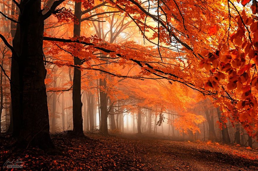 Интересные Фото В Осеннем Лесу