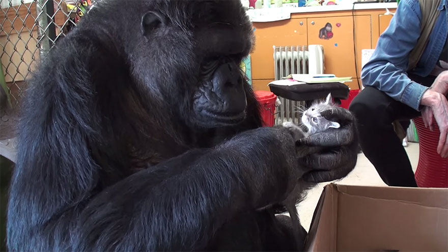 Gorila na svoje 44. narodeniny dostala dve malé mačiatka. Adoptovala si ich
