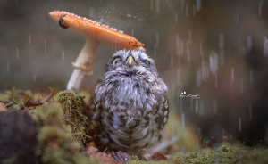 Cute Tiny Owl Goes Viral So We Interviewed The Photographer (10 Pics)
