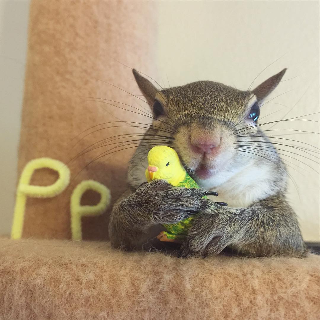 Zachránená veverička sa stala miláčikom rodiny a pózuje na fotkách ako profesionálka